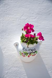big_camera-il-ciliegio-vaso-fiorito-muro