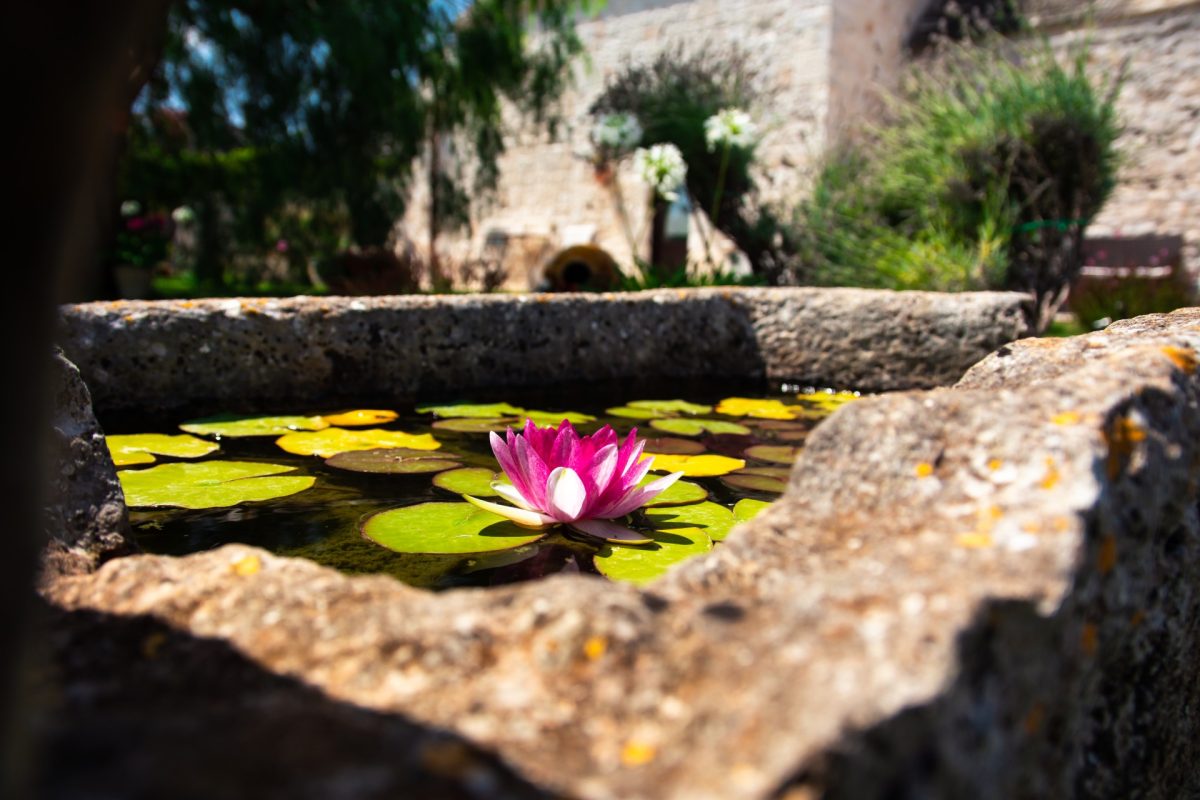 Una ninfa galleggiante in una vasca di pietra